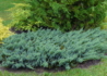 Kép 1/3 - Juniperus horizontalis Blue Chip / Kék kúszó henyeboróka