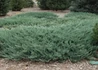 Kép 2/2 - Juniperus horizontalis Blue Chip / Kék kúszó henyeboróka