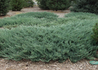 Kép 3/3 - Juniperus horizontalis Blue Chip / Kék kúszó henyeboróka