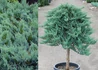 Kép 1/2 - Juniperus horizontalis Blue Chip / Kék kúszó henyeboróka