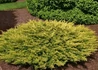 Kép 1/3 - Juniperus horizontalis Lime glow / Arany terülő henyeboróka