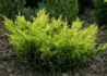 Kép 2/3 - Juniperus horizontalis Lime glow / Arany terülő henye boróka