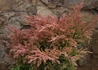 Kép 3/3 - Juniperus horizontalis Lime glow / Arany terülő henye boróka