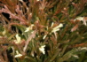 Kép 3/4 - Juniperus horizontalis andorra compacta variegata / Tömött tarka henye boróka