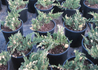 Kép 4/4 - Juniperus horizontalis andorra compacta variegata / Tömött tarka henye boróka