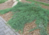 Kép 1/4 - Juniperus horizontalis wiltonii / Henyeboróka