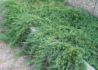 Kép 3/4 - Juniperus horizontalis wiltonii / Henyeboróka