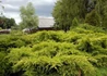 Kép 2/3 - Juniperus media Pfitzeriana Aurea / Arany terülő boróka