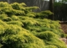 Kép 3/3 - Juniperus media Pfitzeriana Aurea / Arany terülő boróka
