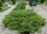 Kép 1/2 - Juniperus media Pfitzeriana Compacta / Terülő boróka