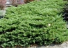 Kép 2/2 - Juniperus media Pfitzeriana Compacta / Terülő boróka