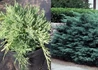 Kép 2/2 - Juniperus media Pfitzeriana Glauca / Kék Terülő boróka