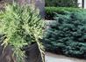 Kép 2/2 - Juniperus media Pfitzeriana Glauca / Kék Terülő boróka