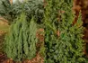 Kép 1/2 - Juniperus pingii Loderi / Törpe himalájai boróka