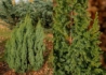 Kép 1/2 - Juniperus pingii Loderi / Törpe himalájai boróka