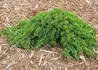 Kép 2/4 - Juniperus procumbens Nana / Zöld törpe kúszó boróka