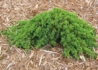 Kép 2/4 - Juniperus procumbens Nana / Zöld törpe kúszó boróka