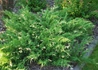Kép 1/4 - Juniperus sabina variegata / Tarka nehézszagú boróka