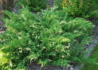 Kép 1/4 - Juniperus sabina variegata / Tarka nehézszagú boróka