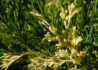 Kép 2/4 - Juniperus sabina variegata / Tarka nehézszagú boróka