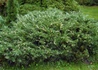 Kép 3/4 - Juniperus sabina variegata / Tarka nehézszagú boróka