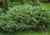 Kép 3/4 - Juniperus sabina variegata / Tarka nehézszagú boróka