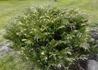 Kép 4/4 - Juniperus sabina variegata / Tarka nehézszagú boróka