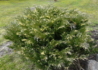 Kép 4/4 - Juniperus sabina variegata / Tarka nehézszagú boróka