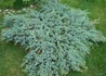 Kép 1/3 - Juniperus squamata Blue Carpet / Kék kúszó boróka