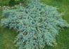 Kép 1/3 - Juniperus squamata Blue Carpet / Kék kúszó boróka