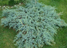 Kép 1/3 - Juniperus squamata Blue Carpet / Kék kúszó boróka