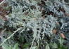 Kép 3/3 - Juniperus squamata Blue Carpet / Kék kúszó boróka