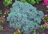 Kép 1/4 - Juniperus squamata Blue Star / Kék törpe boróka