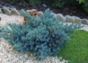 Kép 2/4 - Juniperus squamata Blue Star / Kék törpe boróka