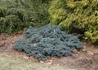 Kép 4/4 - Juniperus squamata Blue Star / Kék törpe boróka