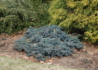 Kép 4/4 - Juniperus squamata Blue Star / Kék törpe boróka