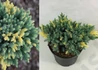 Kép 2/2 - Juniperus squamata Floreant / Floreant pelyhes boróka