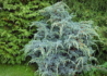 Kép 1/4 - Juniperus squamata Meyeri / Bokros kék himalájai boróka
