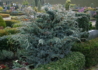 Kép 2/4 - Juniperus squamata Meyeri / Bokros kék himalájai boróka