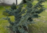 Kép 3/4 - Juniperus squamata Meyeri / Bokros kék himalájai boróka