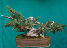 Kép 4/4 - Juniperus squamata Meyeri / Bokros kék himalájai boróka