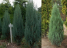 Kép 2/2 - Juniperus virginiana Blue Arrow / Virginiai boróka