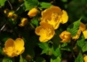 Kép 1/3 - Kerria japonica / Boglárkacserje
