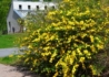 Kép 2/3 - Kerria japonica / Boglárkacserje