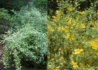 Kép 2/3 - Kerria japonica Picta / Fehértarka levelű boglárkacserje