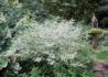 Kép 3/3 - Kerria japonica Picta / Fehértarka levelű boglárkacserje