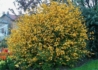 Kép 3/3 - Kerria japonica pleniflora / Teltvirágú Boglárkacserje