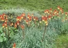 Kép 3/3 - Kniphofia hirsuta Fire Dance / Fürtös fáklyaliliom alacsony