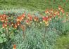 Kép 3/3 - Kniphofia hirsuta Fire Dance / Fürtös fáklyaliliom alacsony