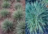 Kép 2/2 - Koeleria glauca Coolio / Deres fényperje